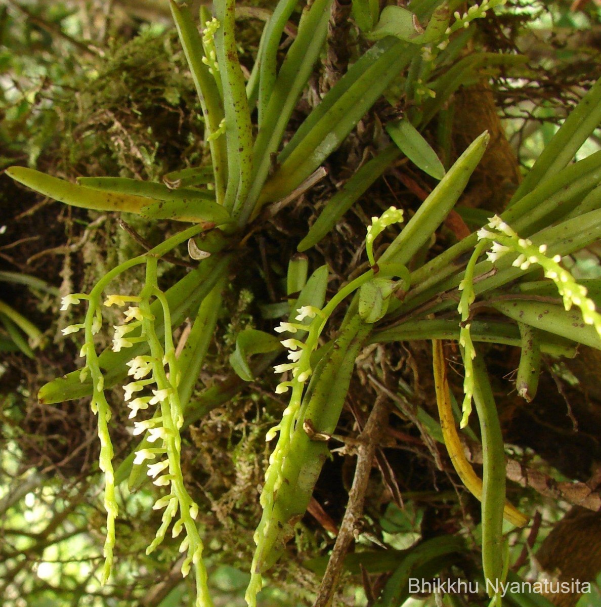 Schoenorchis nivea (Lindl.) Schltr.